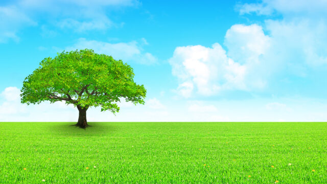 Fotolia_3133441_XL