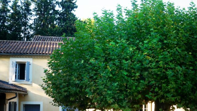 platane0822