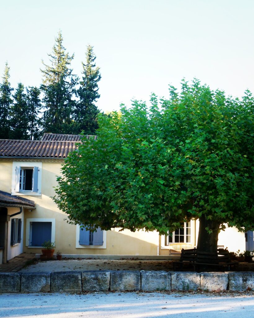 platane0822